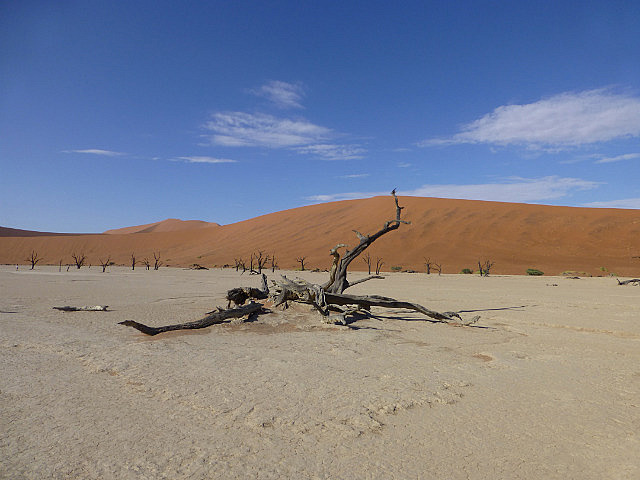 Contorted limbs of an acacia at Deadvlei