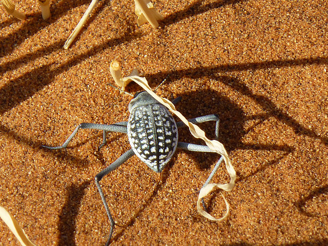 Colorful beetle on a dune