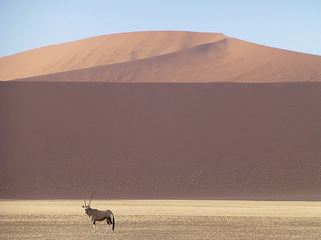 Oryx framed by dune at Soussusvlei