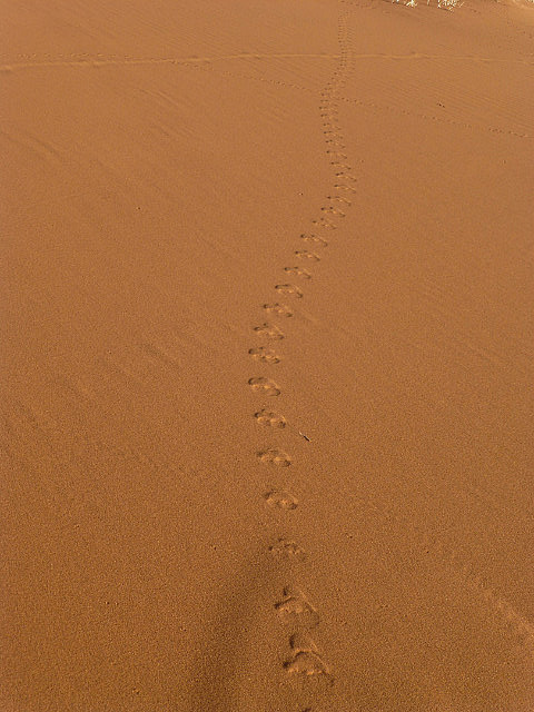 Insect footprints on the sand