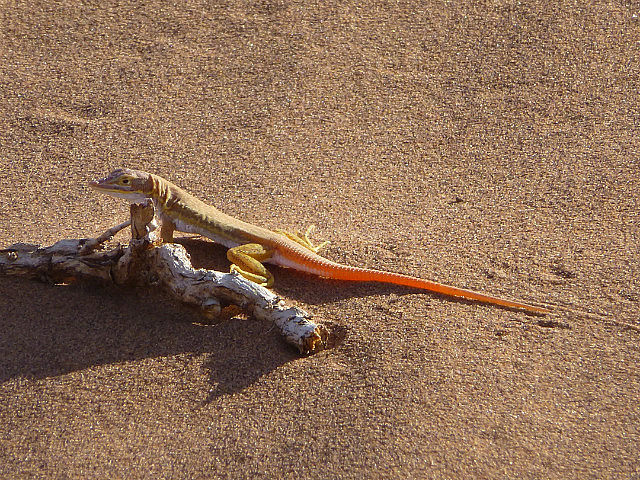 Dune gecko