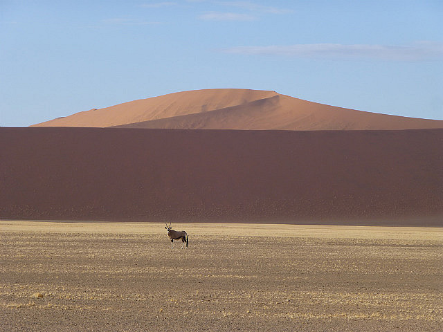 Oryx and dune