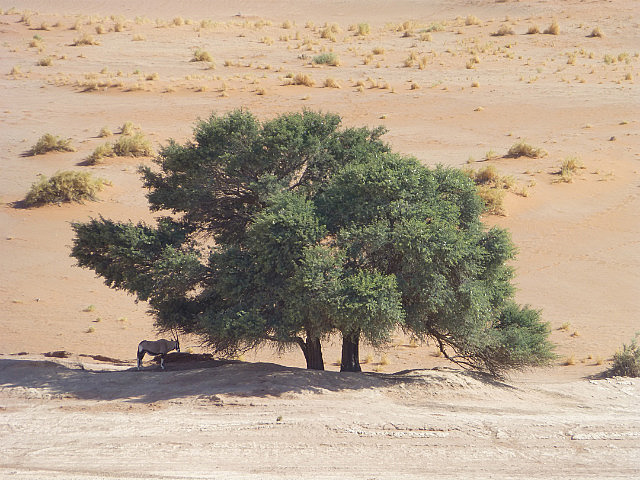 Oryx under the tree at Sossusvlei
