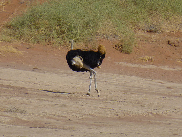 Ostrich at Sossusvlei