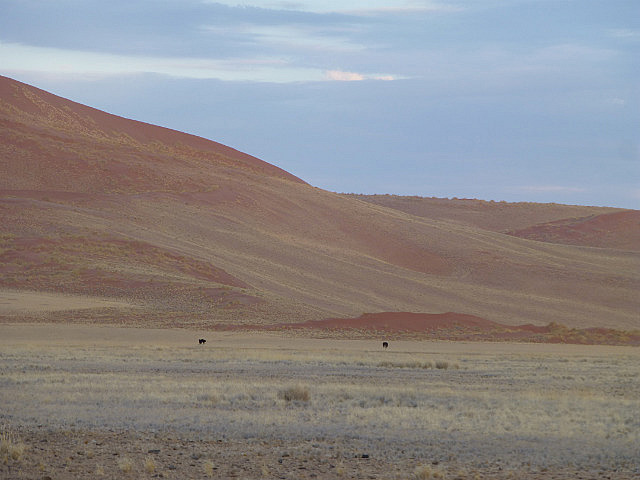 Ostriches (black specks) in front of dune