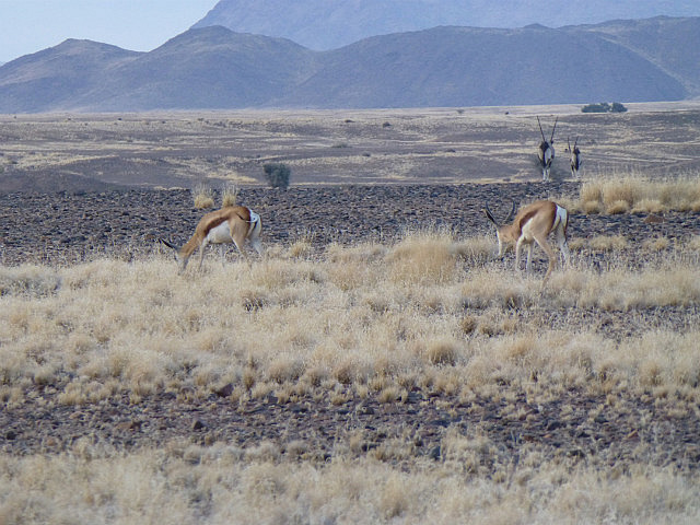 Pair of Springbok and a pair of Oryx in the back