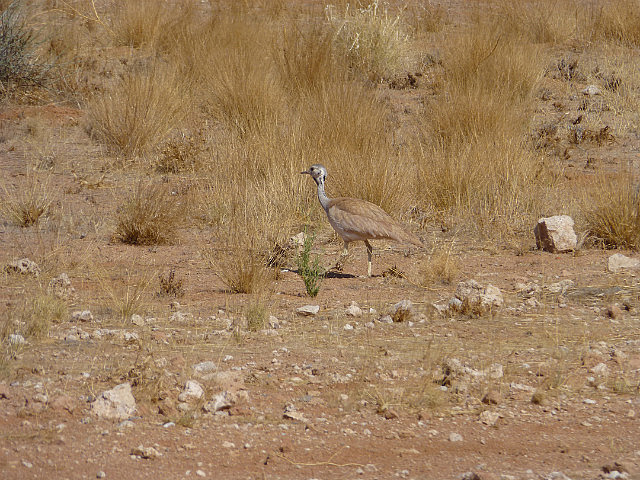 Kori Bustard