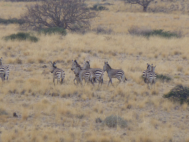 Mountain Zebra