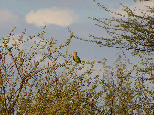 Rosy-faced Lovebird