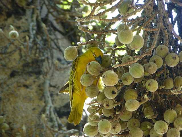 Weaver