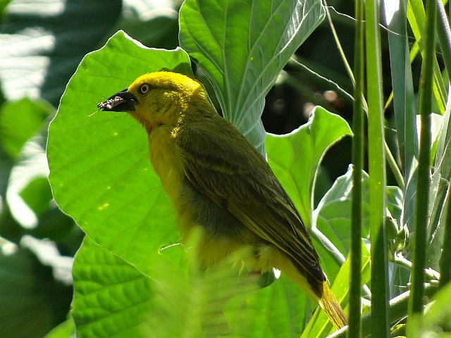 Weaver