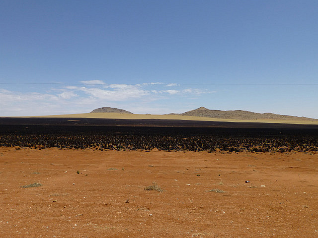 Recently burnt grass