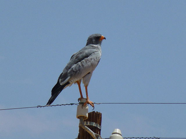 Southern Pale Chanting Goshawk
