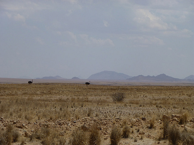 Ostriches enroute to Solitaire