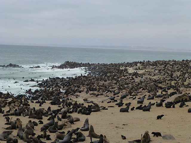 Seal colony