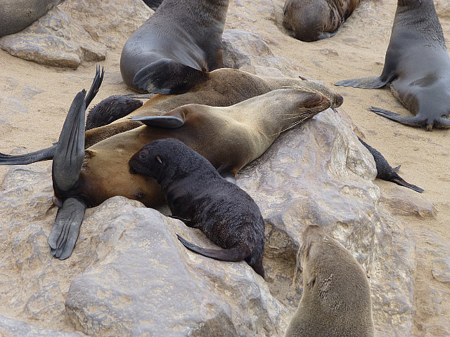 Nursing seal pup