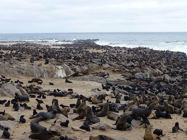 Seal colony