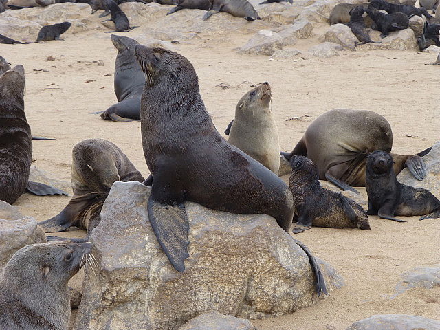 Seal in classic pose