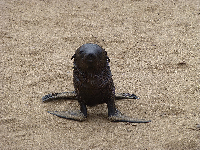 Seal pup