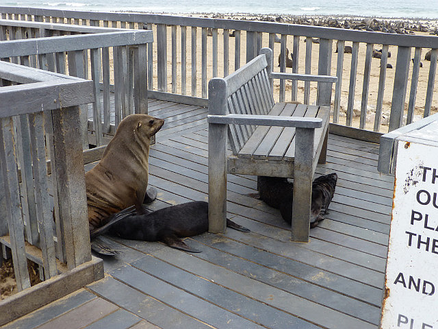 Seals lounging on the boardwalk