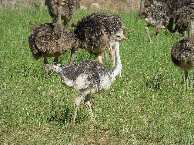 Ostrich farm enroute