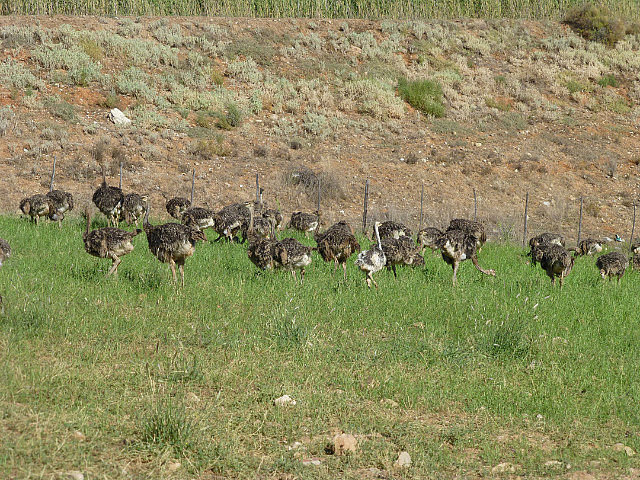 Ostrich farm enroute to Swartberg Pass