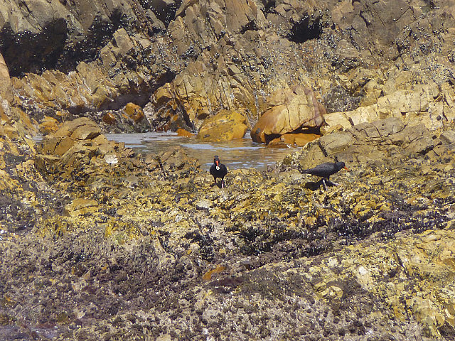 Oystercatchers on the shore