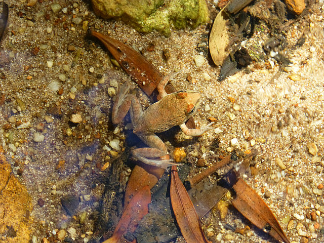Well camouflaged frog on the trail