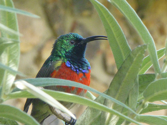 Greater double-collared Sunbird at Sani Lodge