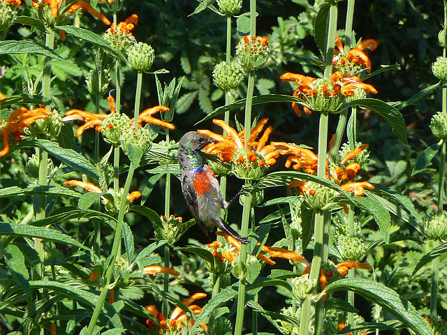 Greater double-collared Sunbird at Sani Lodge