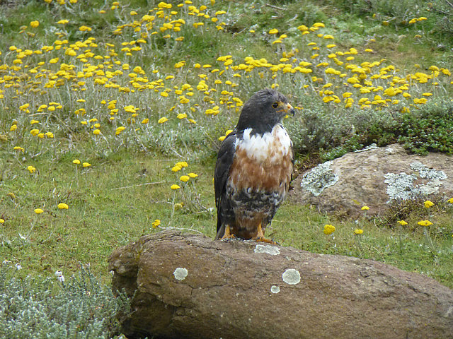 Jackal Buzzard at the pass