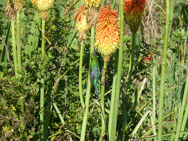 Malachite sunbird on a Poker flower
