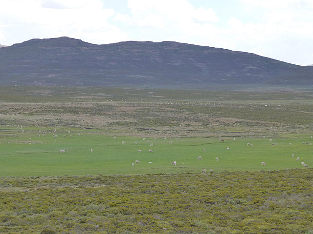 Merino sheep grazing