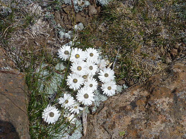 Paper flowers