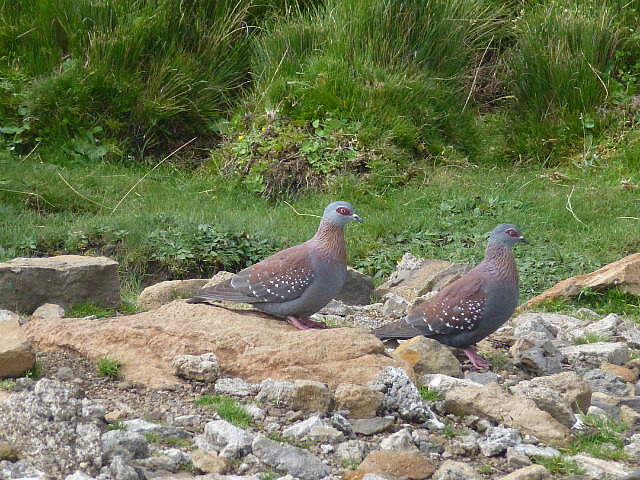 Pigeons at the pass