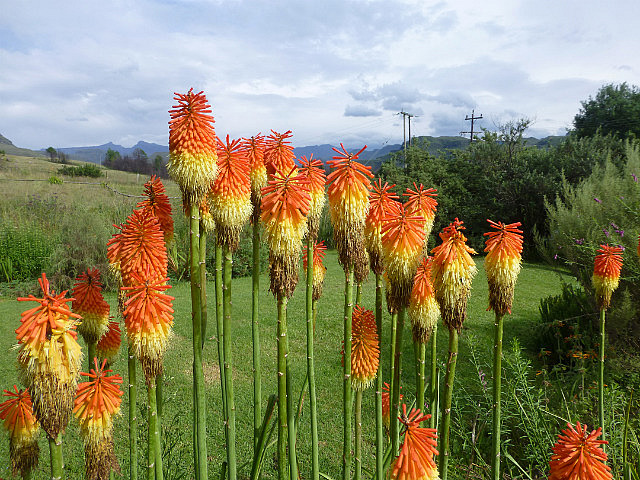 Red Hot Poker flowers at Sani Lodge