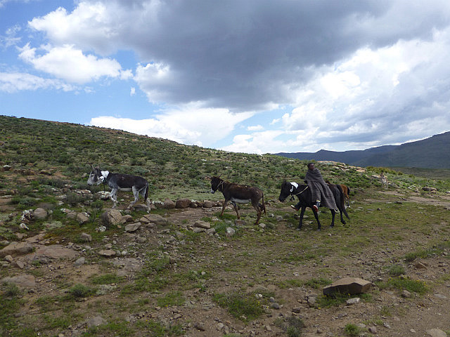 Shepherd with donkeys