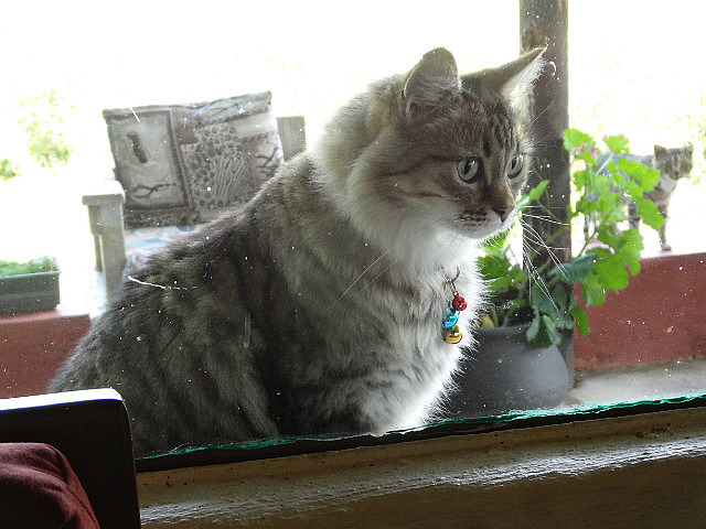 The house cat at Sani Lodge