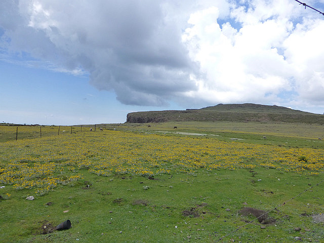 Wildflowers in bloom over the pass