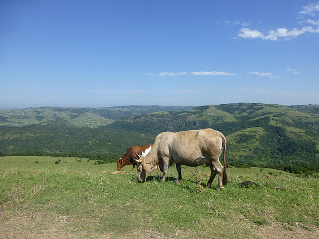 Rustic scene in the former Transkei