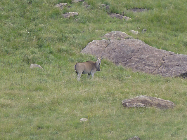 Female Eland
