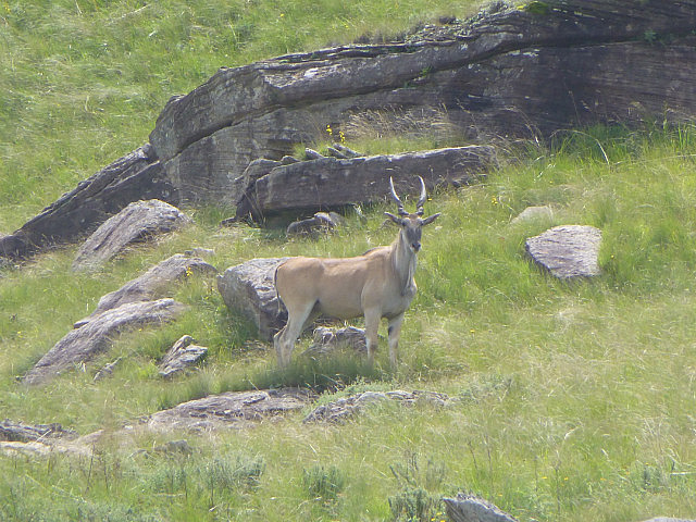 Male Eland