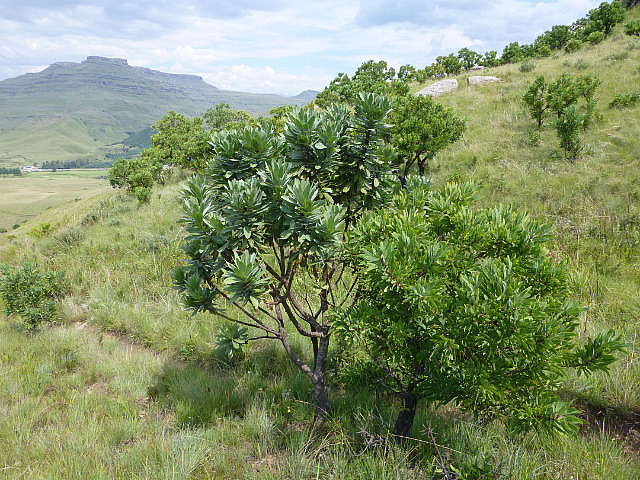 Two fire resistent protea 