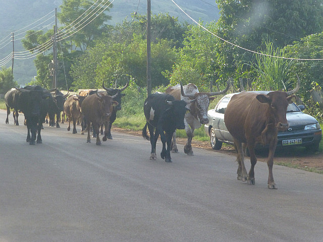 Passing cattle in Lobamba