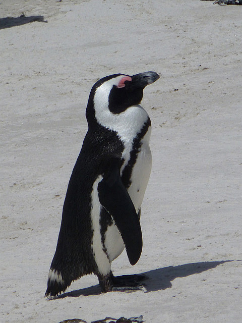 Portrait of an African Penguin