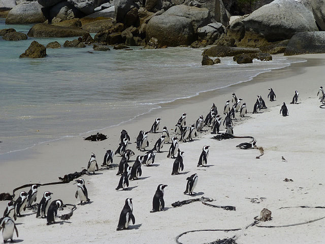 Penguins at Boulders