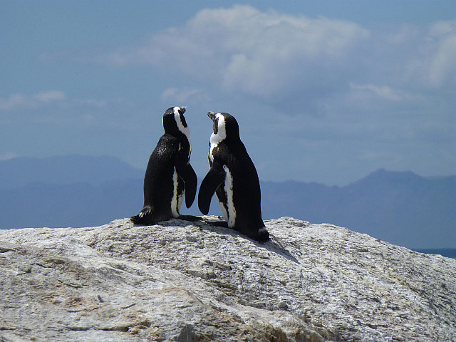 Penguins pair at Bounder