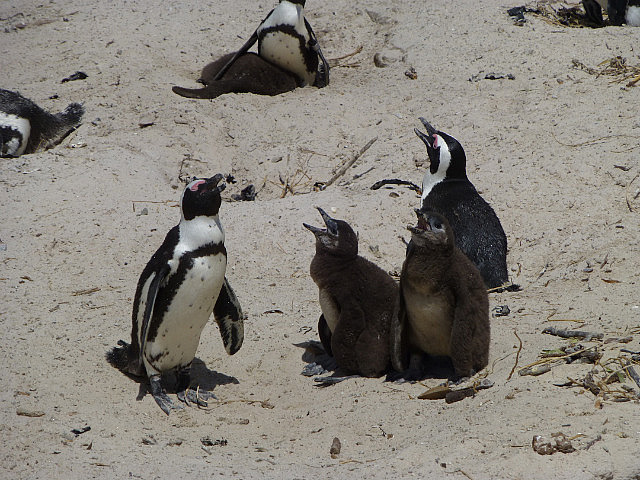 Penguins with chicks