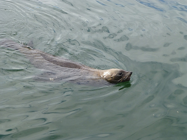 Seal at Hout Bay Marina