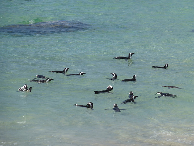 Swimming Pengins at Boulders